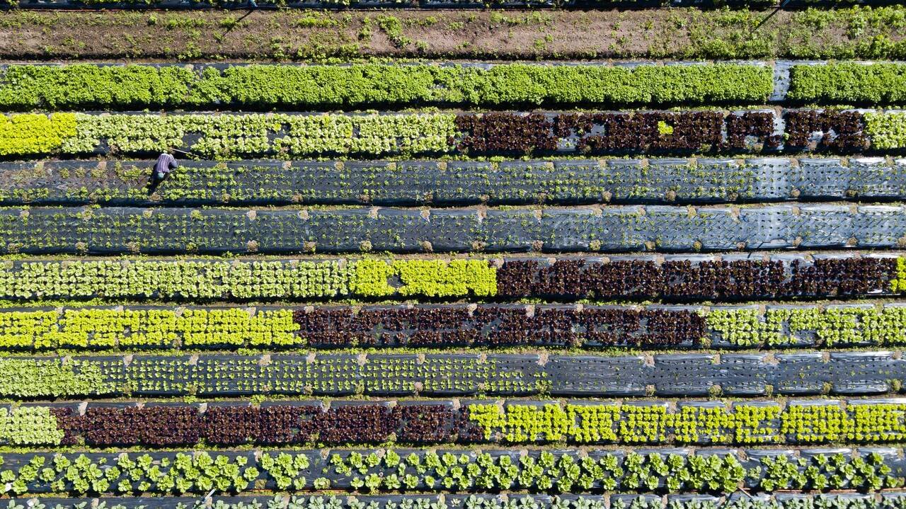 Reduzir as Fronteiras Humanas para a Sustentabilidade para construir as Transformações prospostas pela Comissão Lancet Planetary Health-Earth